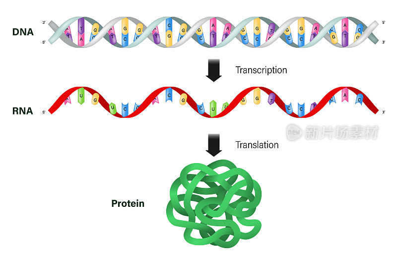 转录和翻译。DNA, mRNA和蛋白质。蛋白质合成。